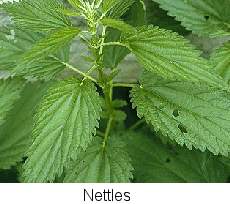 nettles