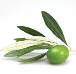 olive leaf