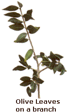 olive leaf