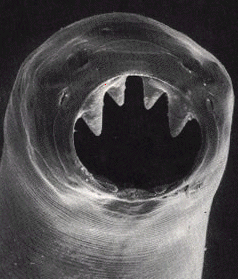 close up of a hookworm showing teeth hooks