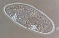 protozoan