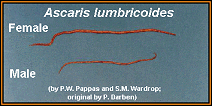 adult ascaris worm