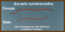 adult ascaris parasite