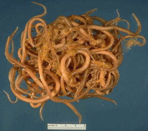 ascaris bolus worm