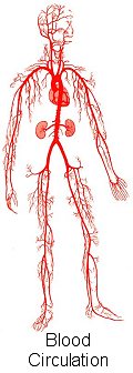 blood circulation in the body
