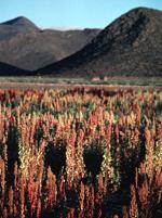 quinoa growing high in the Andes