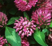 red clover plant