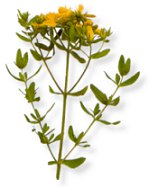 St. John's wort