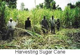 harvesting sugar cane