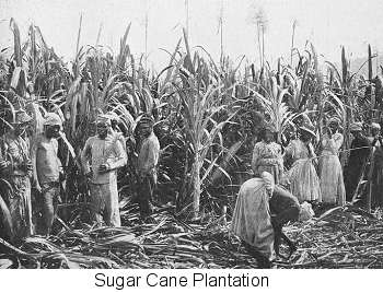 sugar plantation