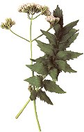 Valerian plant