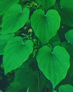 Wild Yam plant