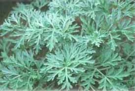 wormwood